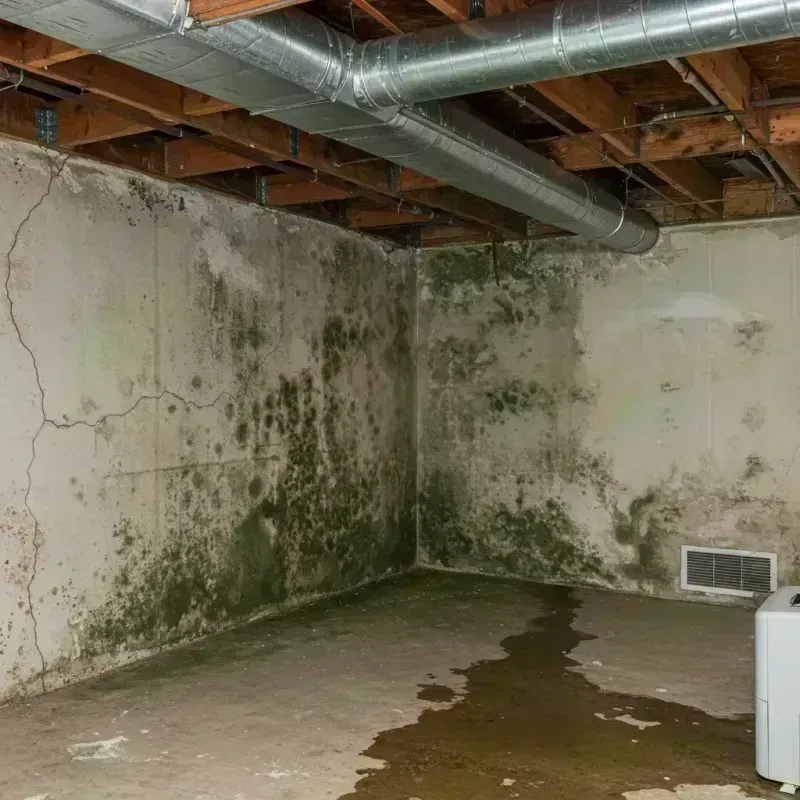 Professional Mold Removal in Mingo County, WV